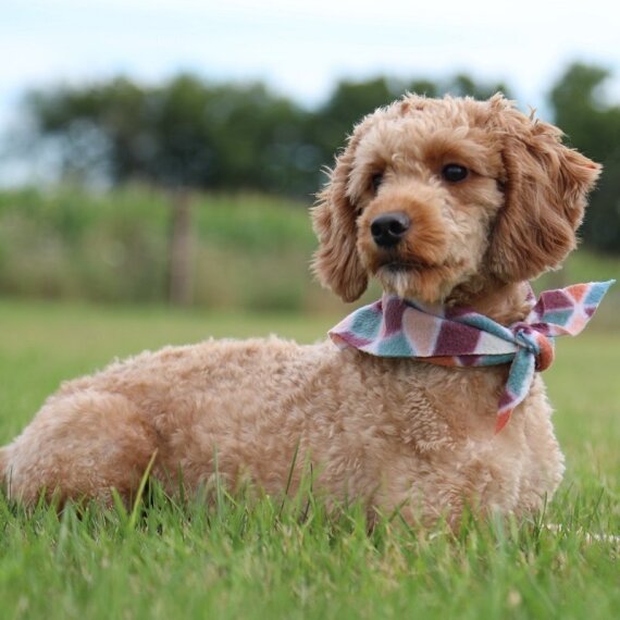Goldendoodle