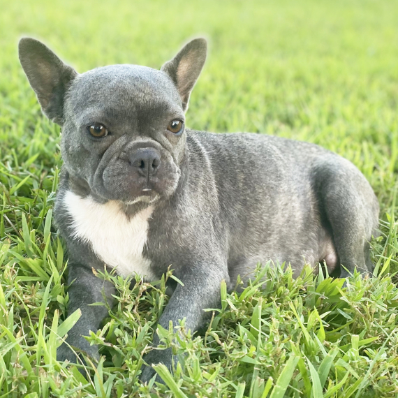 French Bulldog