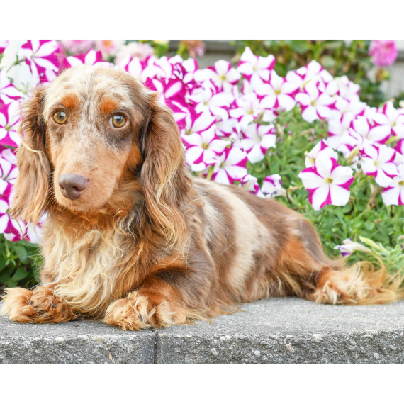 Dachshund