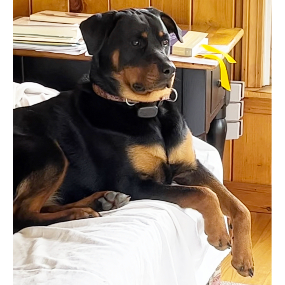 Rottweiler