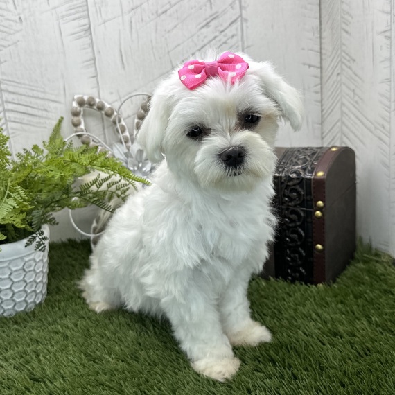 Maltese