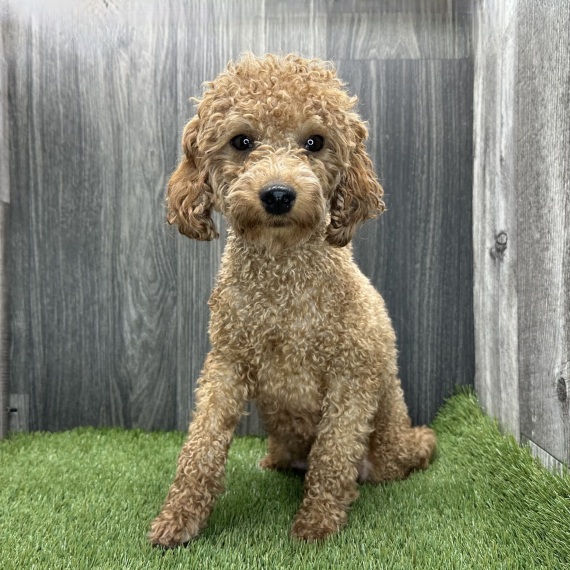 Poodle