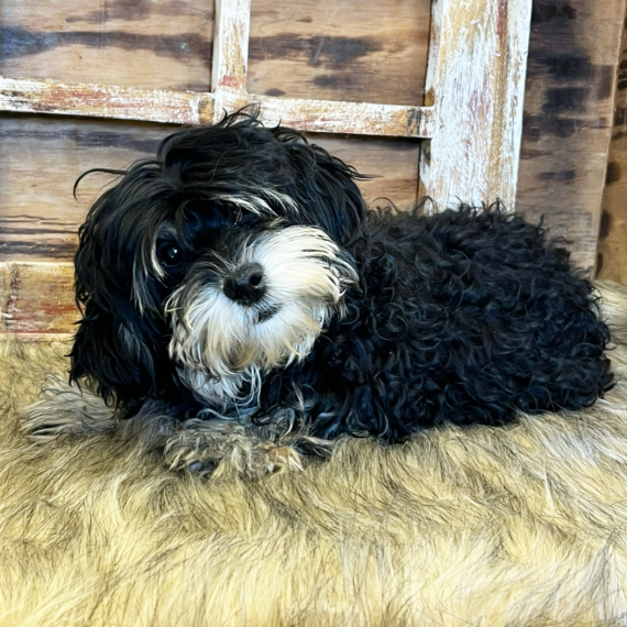 Cavapoo