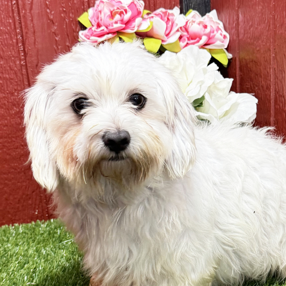 Maltese