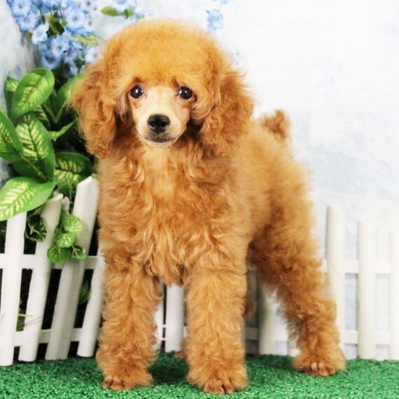 Poodle