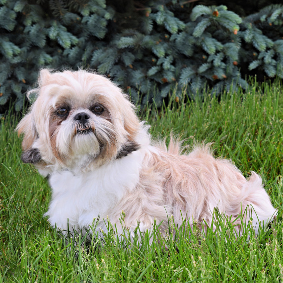 Shih Tzu