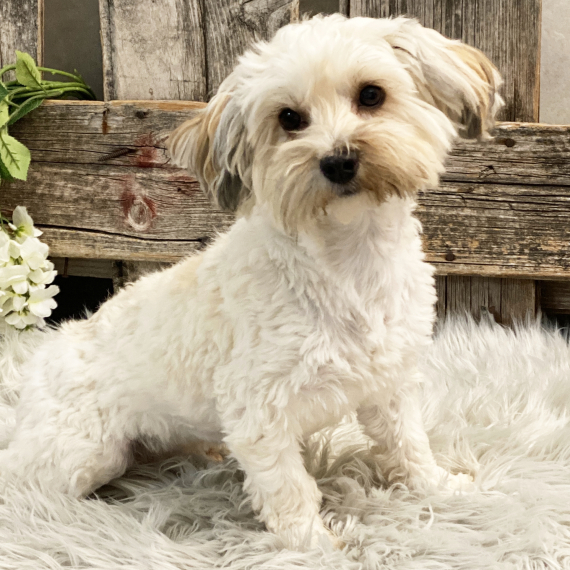 Havanese