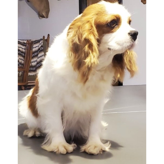 Cavalier King Charles Spaniel