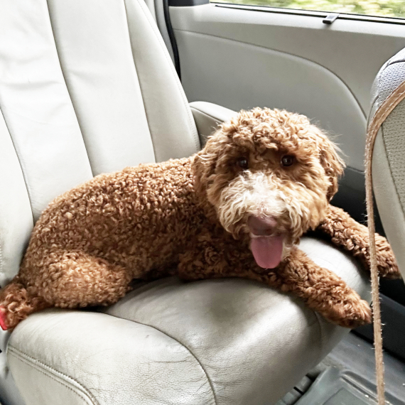 Poodle