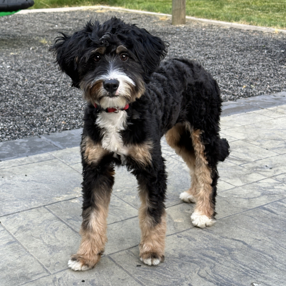 Bernedoodle