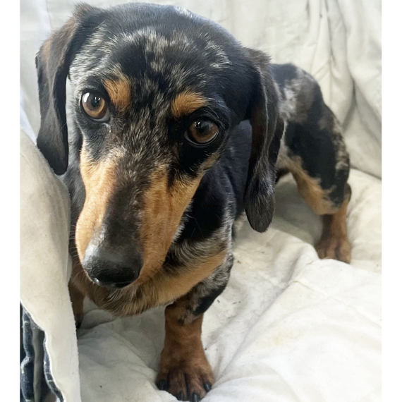 Dachshund