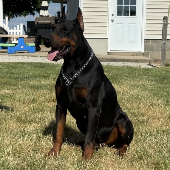 Doberman Pinscher