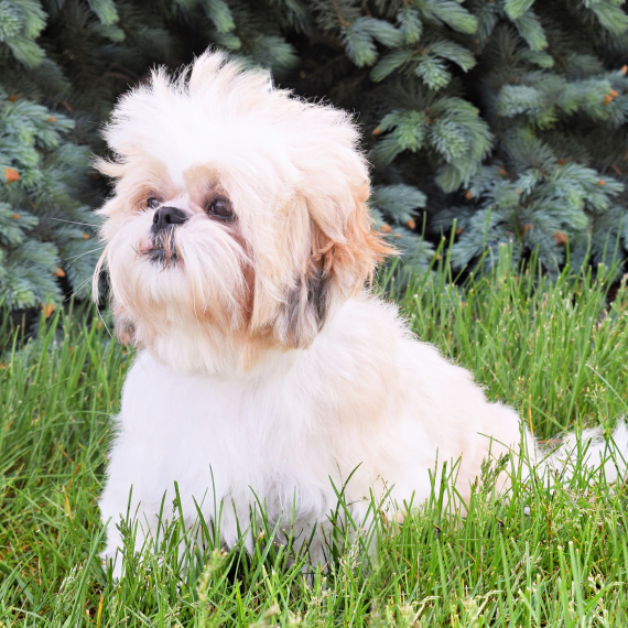 Shih Tzu