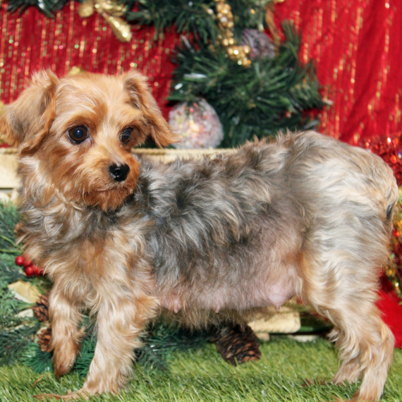 Yorkiepoo