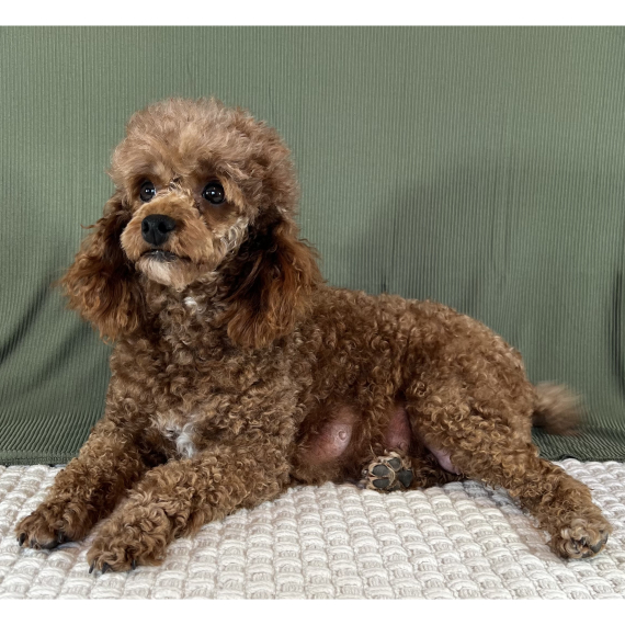 Poodle