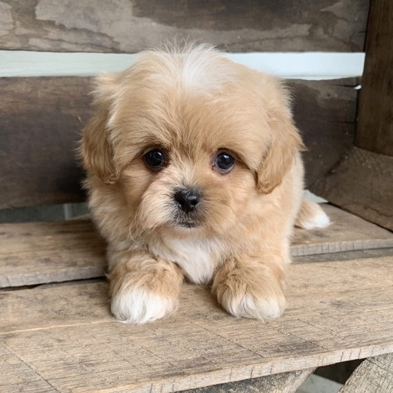 Hudson Peekapoo Puppy 599438 PuppySpot