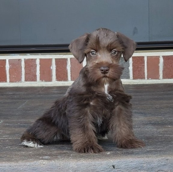 chocolate mini schnauzer