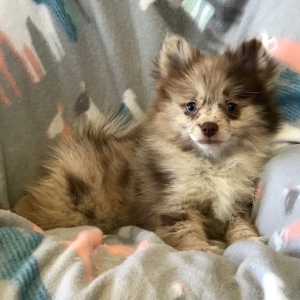 chocolate merle pomeranian puppies for sale