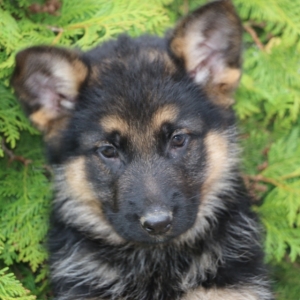 Bruno A Black Red Male German Shepherd Dog Puppy 601718 Puppyspot