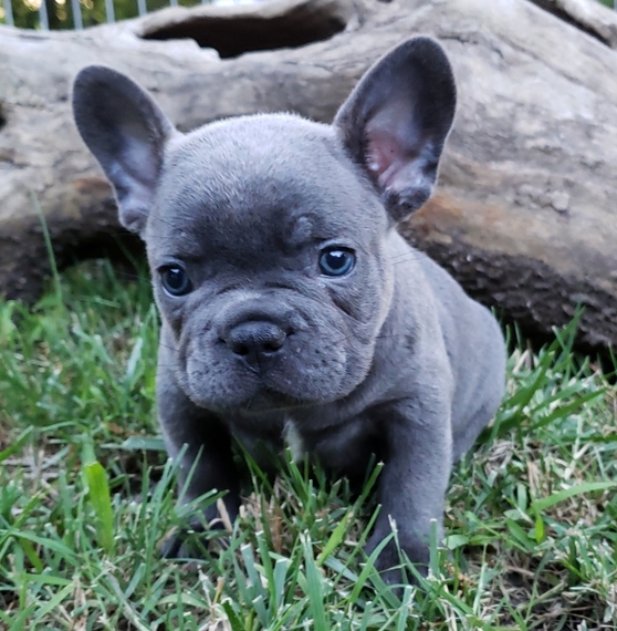 little monster french bulldog
