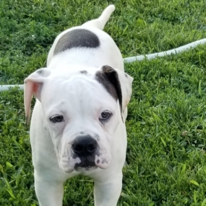 Spot A White Brindle Male American Bulldog Puppy 603658 Puppyspot Spot A White Brindle Male American Bulldog Puppy 603658 Puppyspot