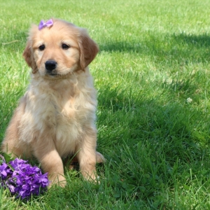small dog ramps for couch