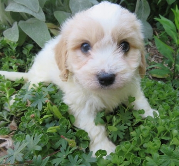 baby cavachon