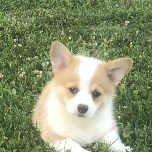 Charlotte A Red Female Pembroke Welsh Corgi Puppy 605348 Puppyspot