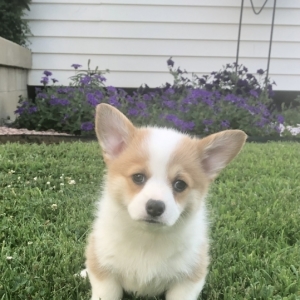Charlotte A Red Female Pembroke Welsh Corgi Puppy 605348 Puppyspot