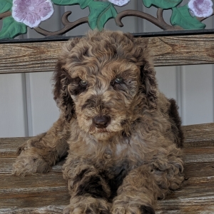 goldendoodle merle