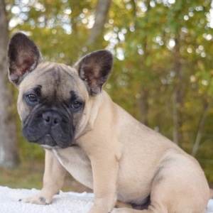 masked fawn french bulldog