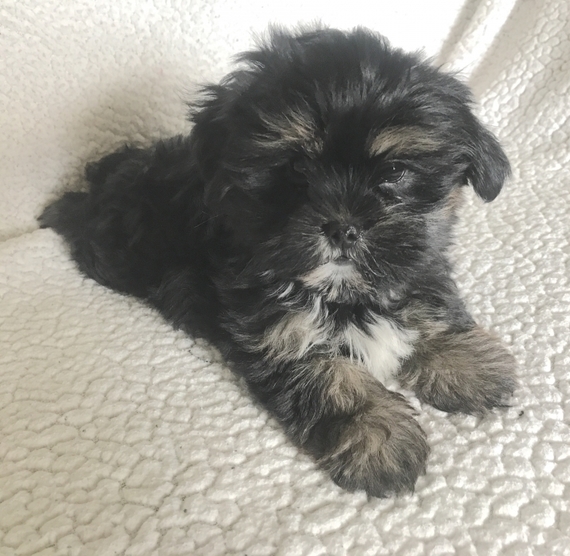 shorkie puppy pictures