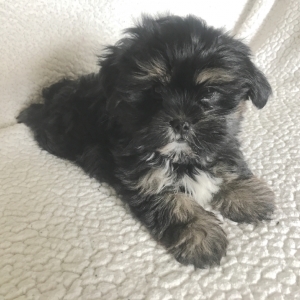 black shorkie puppies