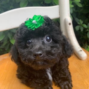 female toy poodle