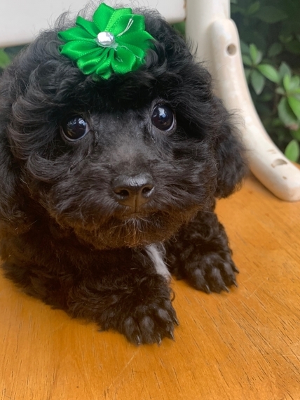 Amore Poodle Puppy Puppyspot