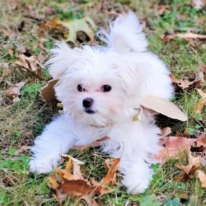 puppyspot maltese
