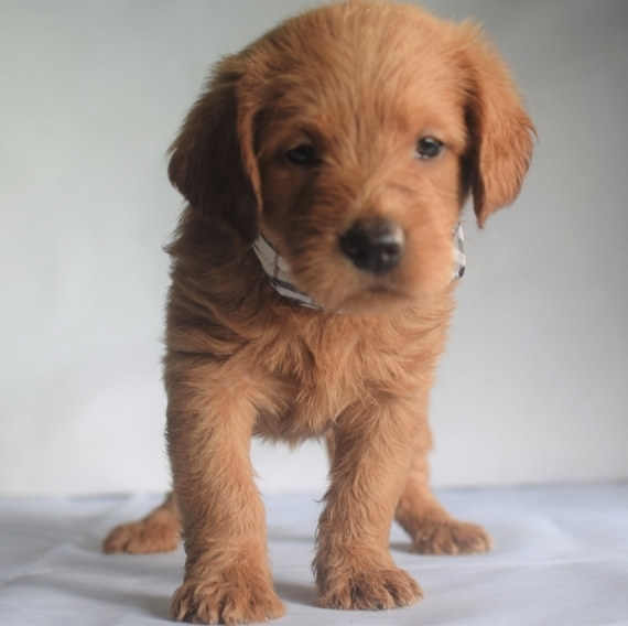 Copper, a Red Male Labradoodle Puppy 610078 PuppySpot