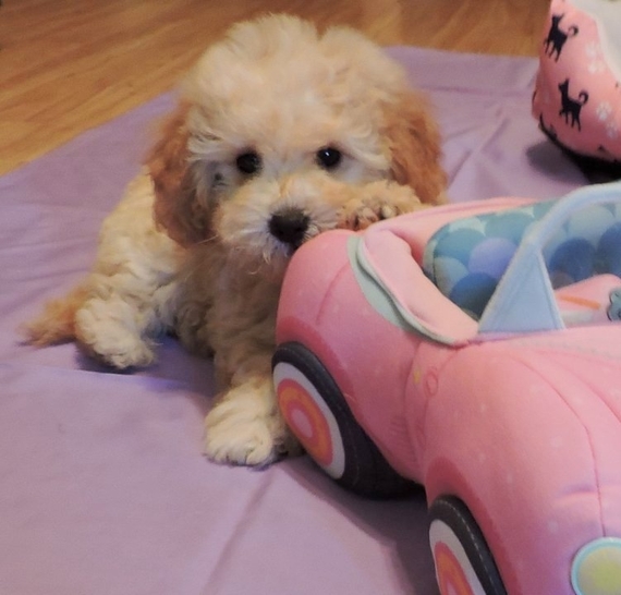 rainbow goldendoodles
