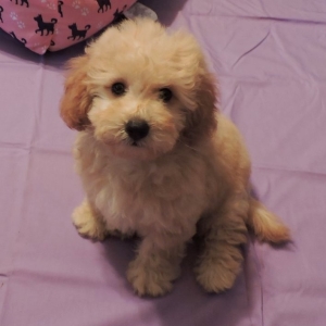 rainbow goldendoodles
