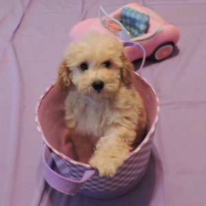 rainbow goldendoodles