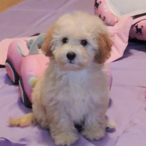 rainbow goldendoodles