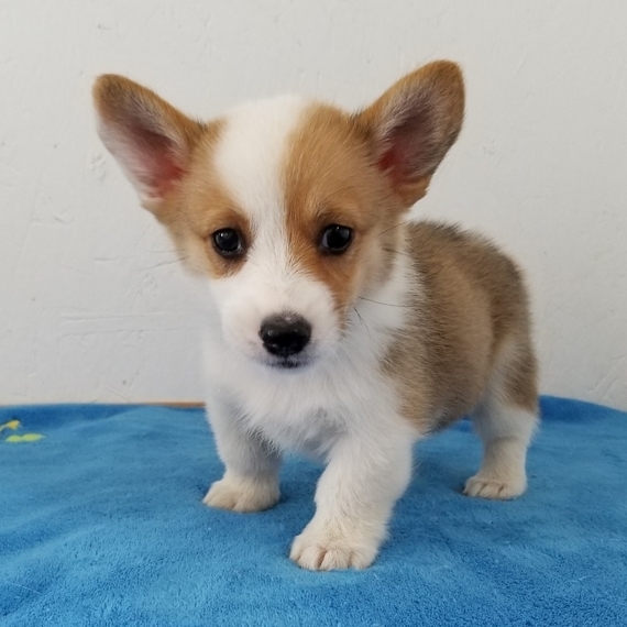 Prince A Red Male Pembroke Welsh Corgi Puppy 610278 Puppyspot
