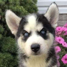 Brandon Siberian Husky Puppy 610548 Puppyspot