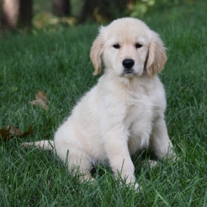 Sadie A Light Golden Female Golden Retriever Puppy 611818 Puppyspot
