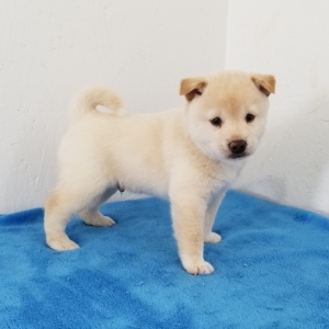 Scout A Cream Male Shiba Inu Puppy Puppyspot