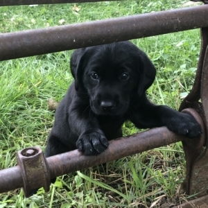 Charlie A Black Male Labrador Retriever Puppy 613128 Puppyspot