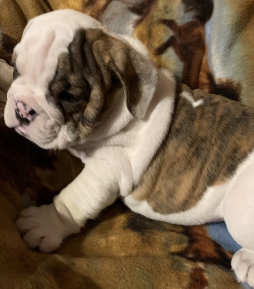 cherokee bulldogs puppies