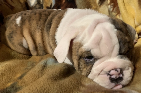 cherokee bulldogs puppies