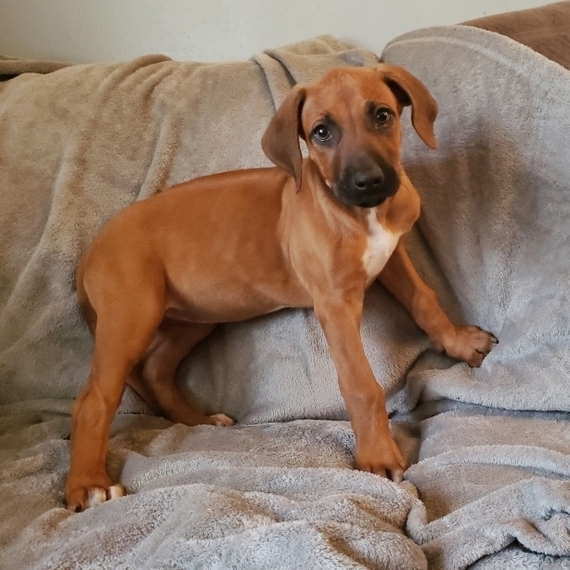 Honey Rhodesian Ridgeback Puppy 613838 