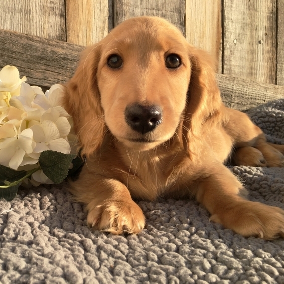 Toffee, a Red Male Dachshund Puppy 614008 PuppySpot